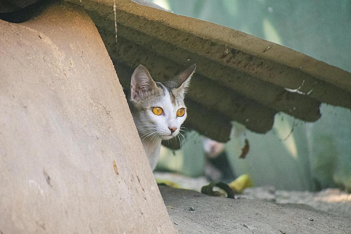Daily Illustration