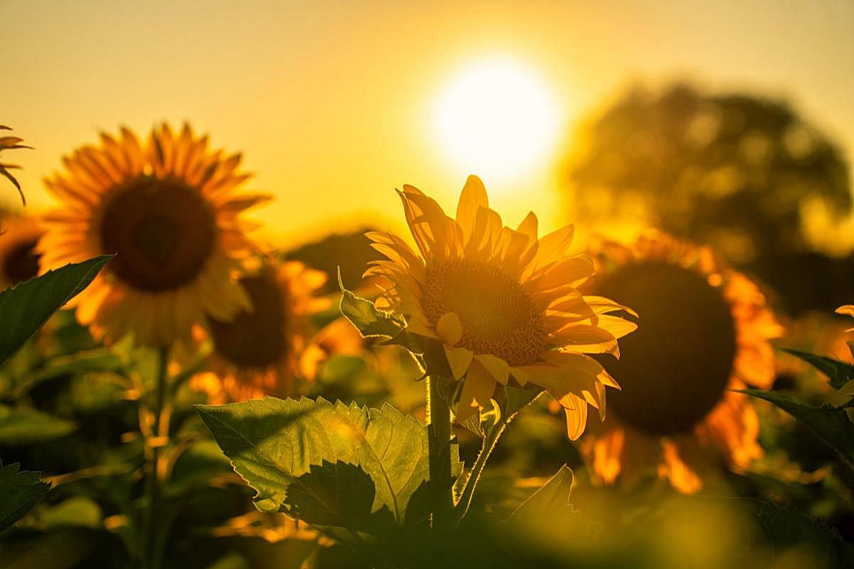 Daily Illustration